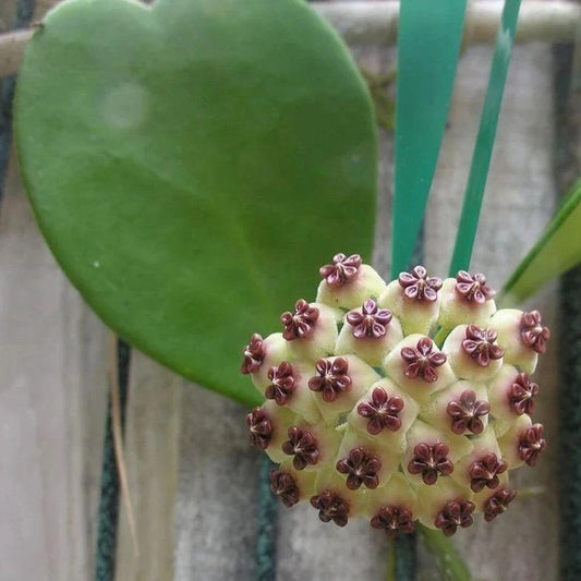 Hoya kerrii