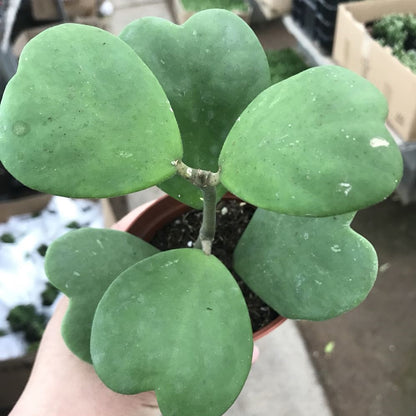 Hoya kerrii