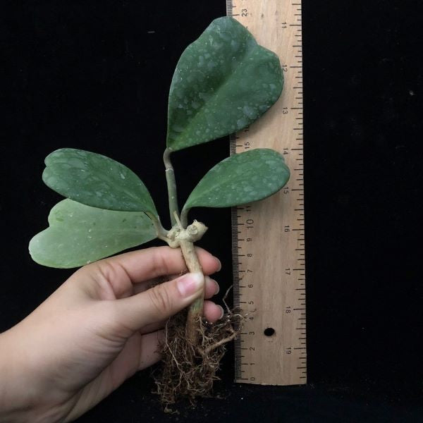 Hoya kerrii