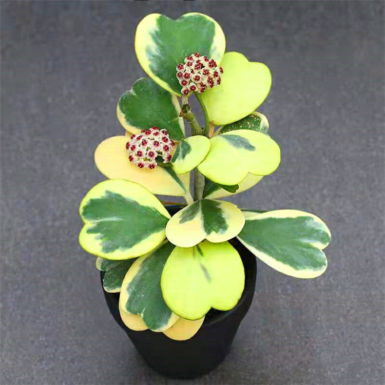 Hoya kerrii variegata for Sale | My Home Nature