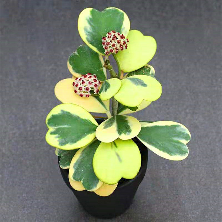 Hoya kerrii  variegata