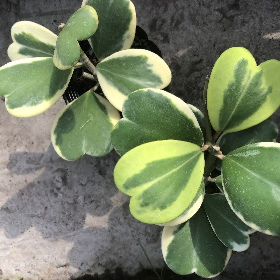 Hoya kerrii  variegata