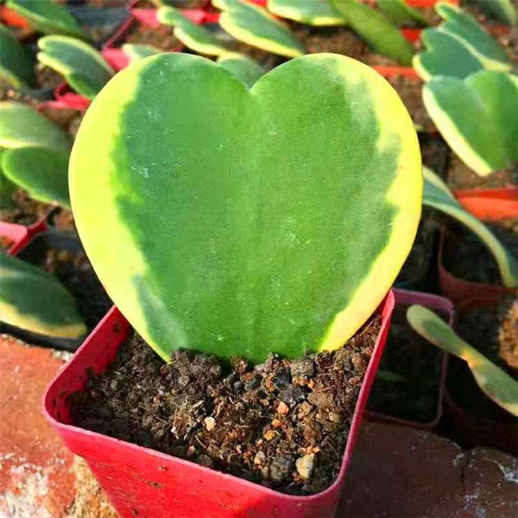 Hoya kerrii  variegata