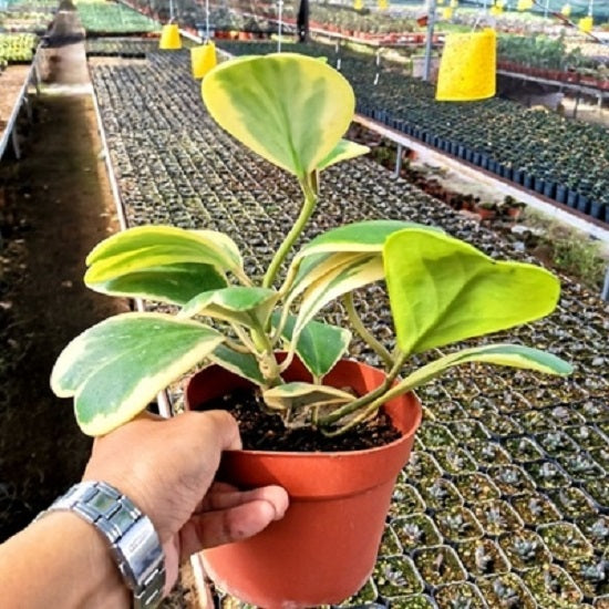 Hoya kerrii  variegata