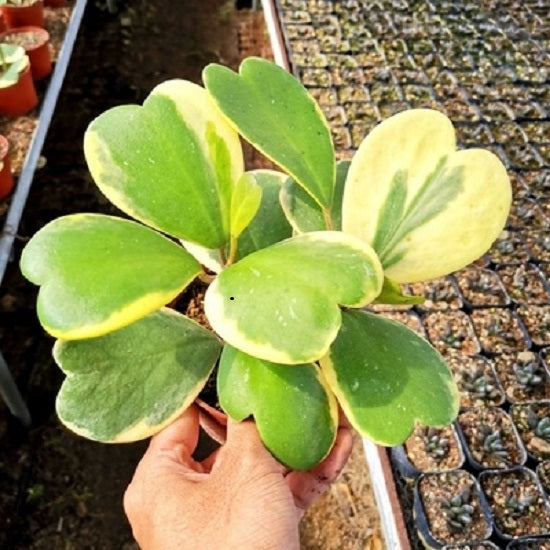 Hoya kerrii  variegata
