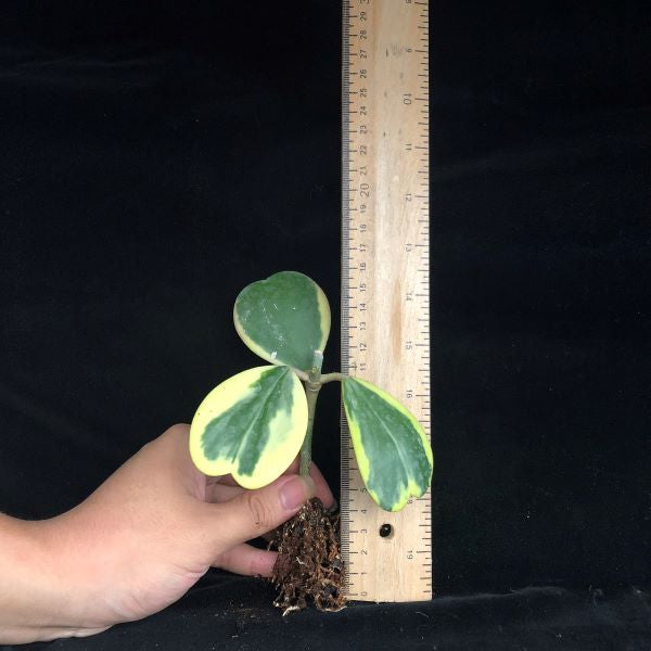 Hoya kerrii  variegata