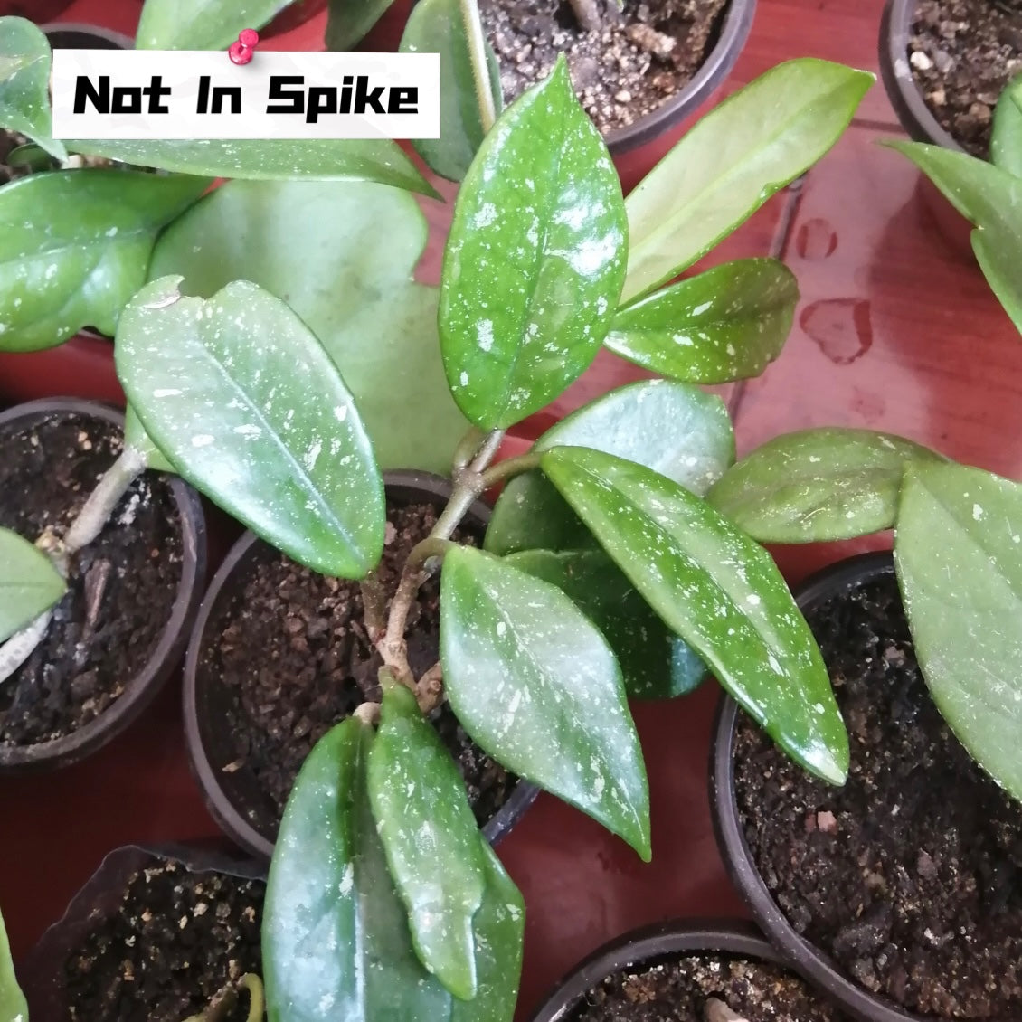 Hoya lacunosa