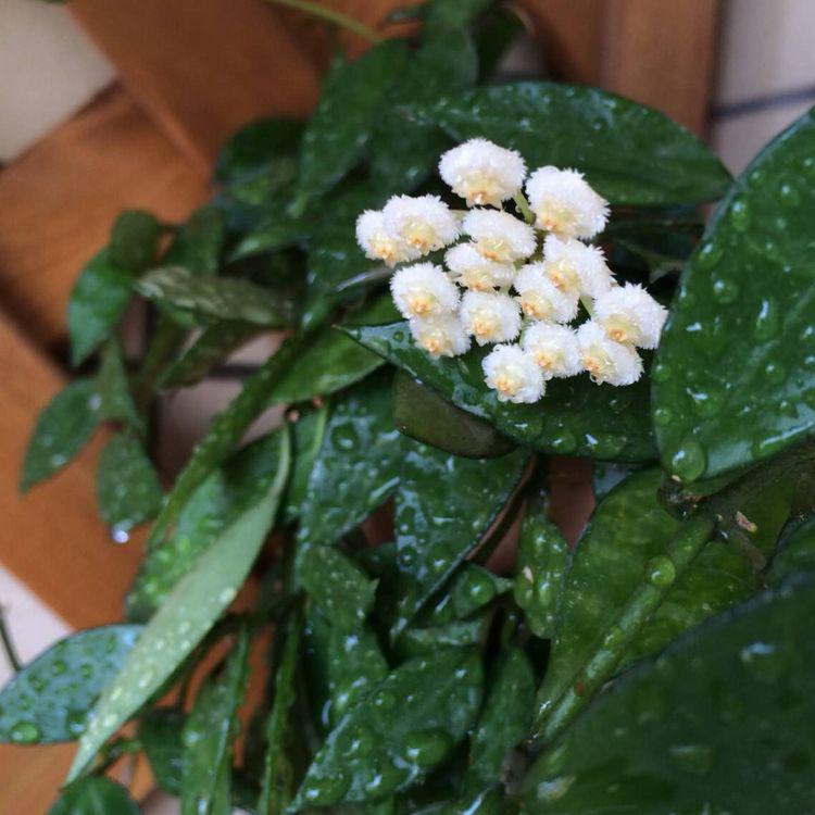 Hoya lacunosa