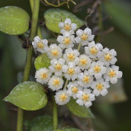 Hoya lacunosa