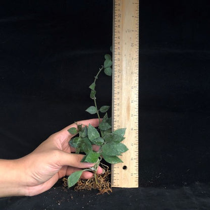 Hoya lacunosa
