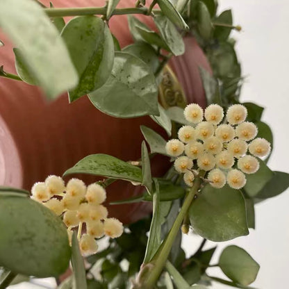 Hoya lacunose silver