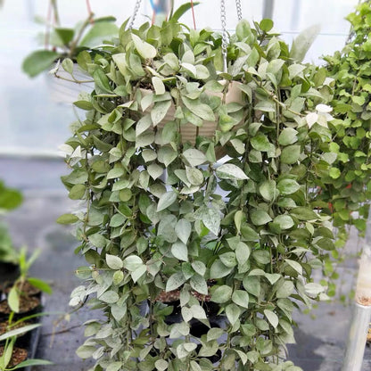 Hoya lacunose silver