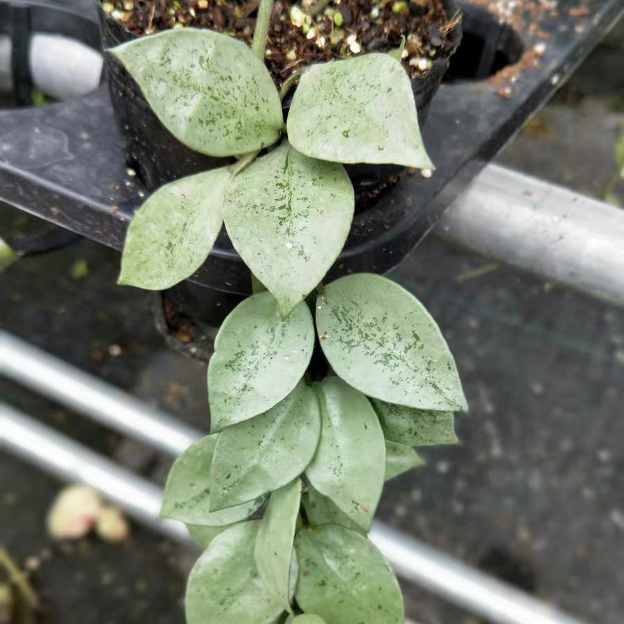 Hoya lacunose silver