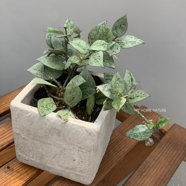Hoya lacunose silver