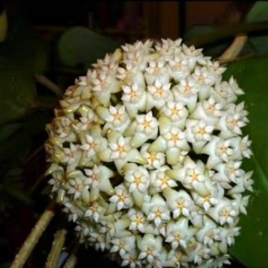 Hoya latifolia 'Dinner-plate Hoya'