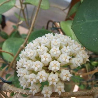 Hoya latifolia 'Dinner-plate Hoya'