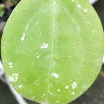 Hoya latifolia 'Dinner-plate Hoya'