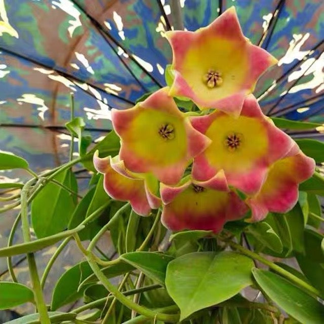 Hoya lauterbachii
