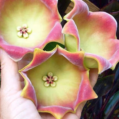 Hoya lauterbachii