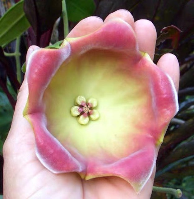 Hoya lauterbachii
