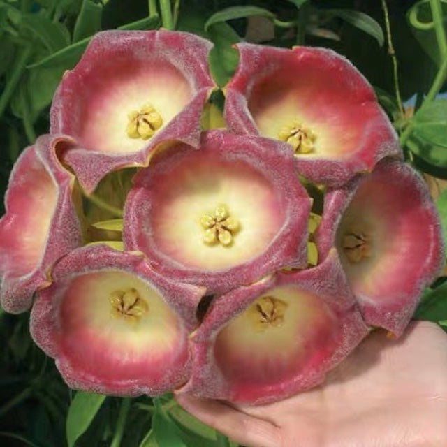 Hoya lauterbachii
