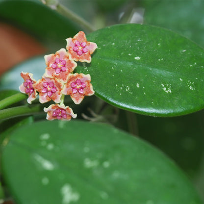 Hoya liangii