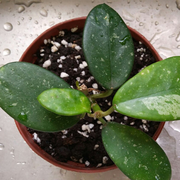Hoya liangii