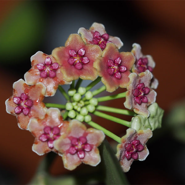 Hoya liangii