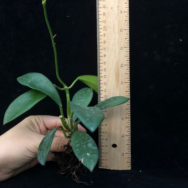 Hoya liangii