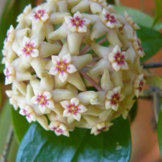 Hoya limoniaca
