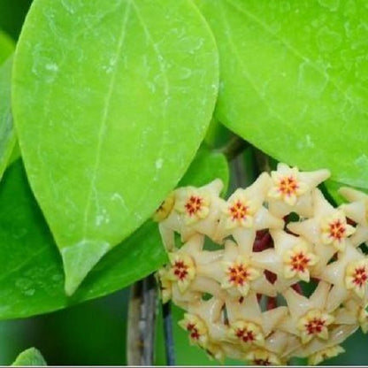 Hoya limoniaca