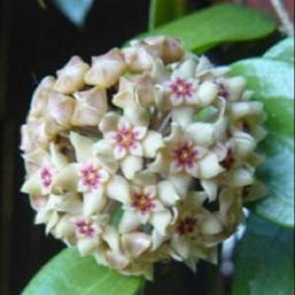 Hoya limoniaca