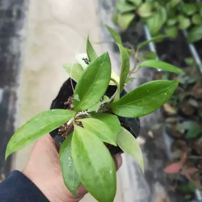 Hoya limoniaca