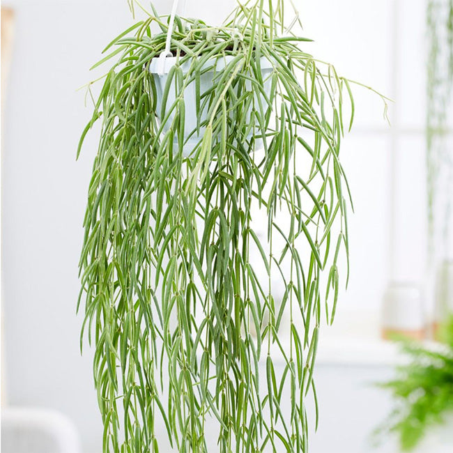 hoya house plants for sale Hoya linearis for Sale
