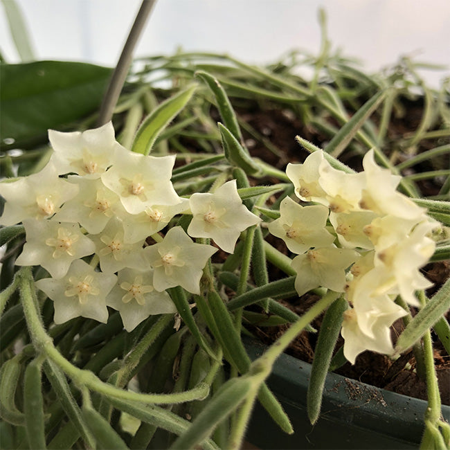 Hoya linearis