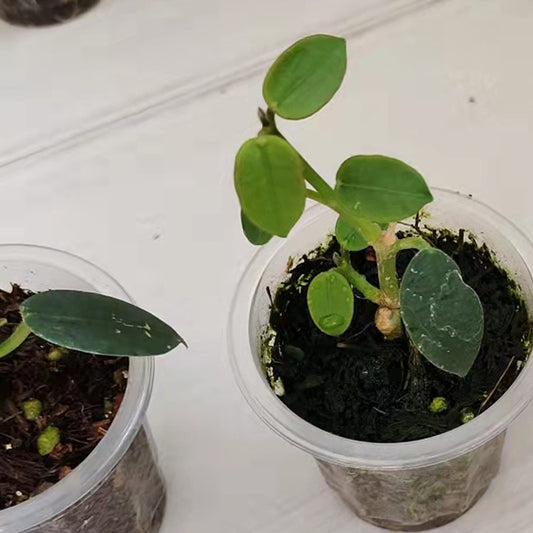 Hoya lithophytica-5-6cm