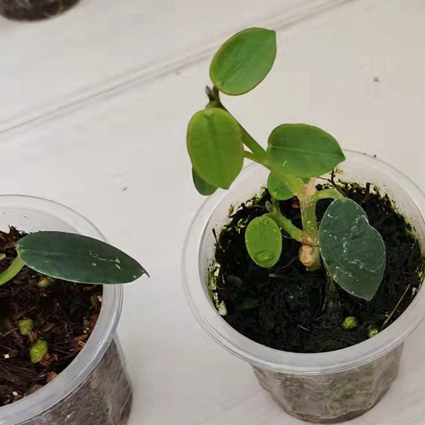Hoya lithophytica no.2（石生球兰2号）