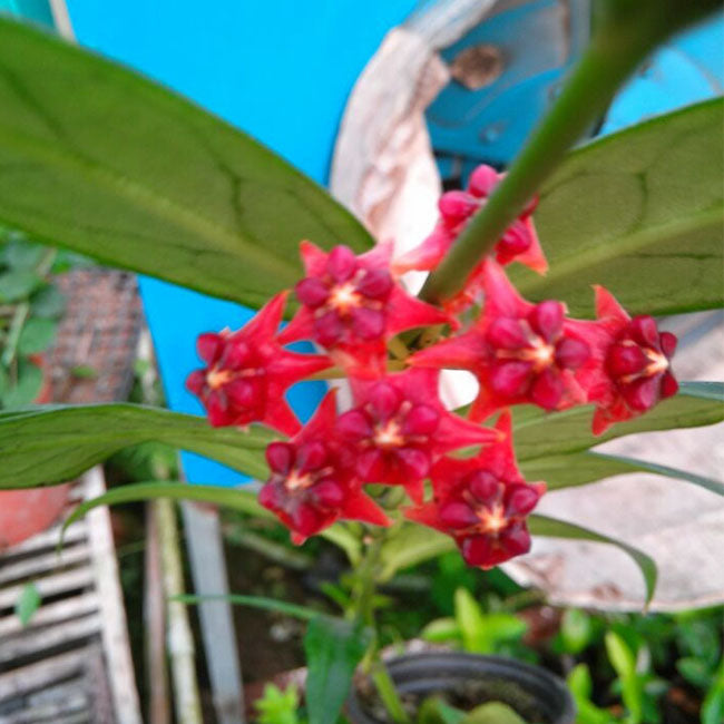 Hoya lobbii