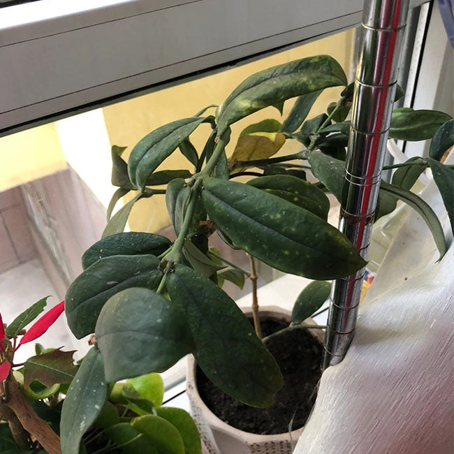 Hoya lobbii