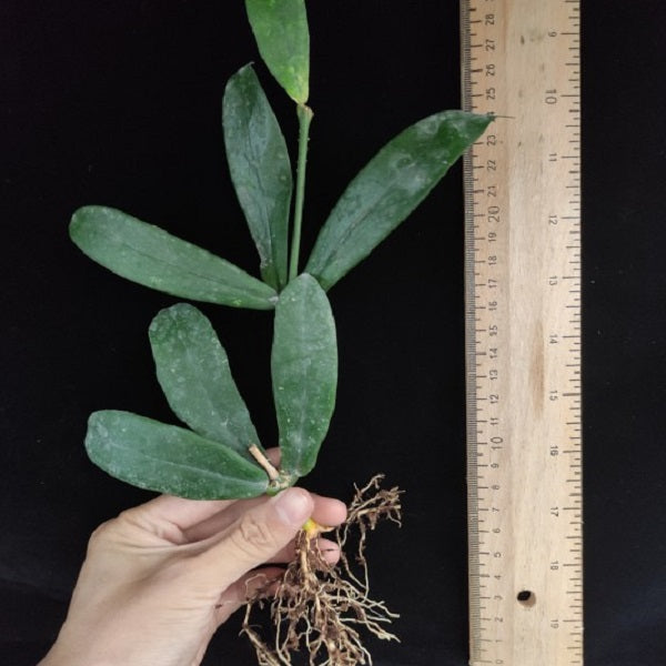 Hoya lobbii