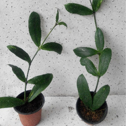 Hoya lobbii