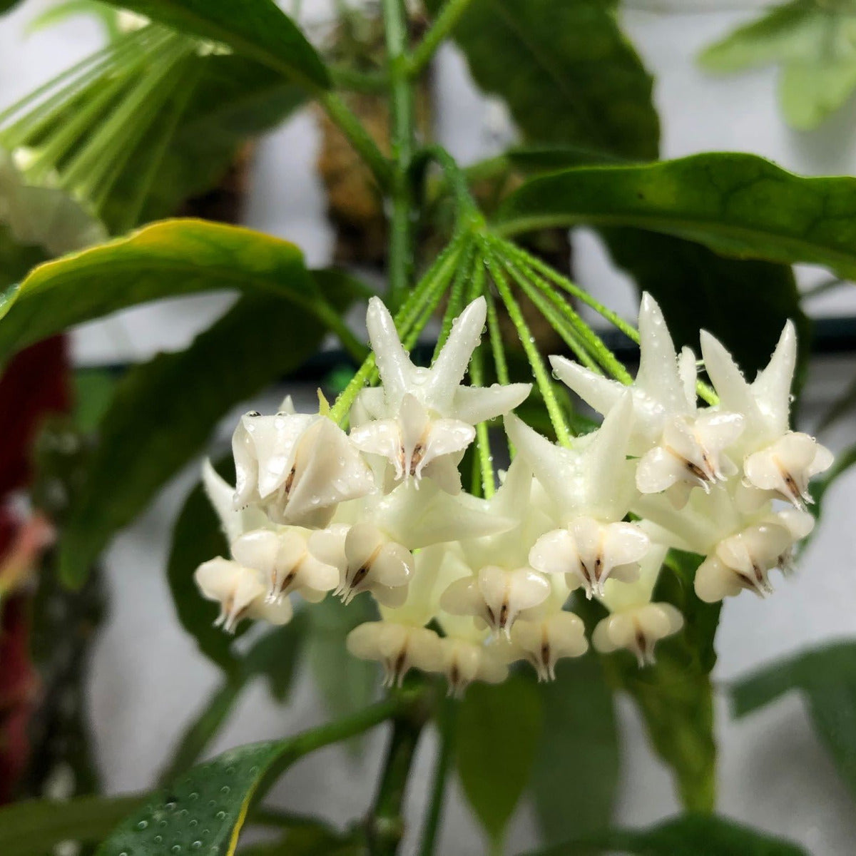 Hoya lockii
