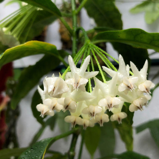 Hoya lockii
