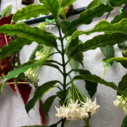 Hoya lockii
