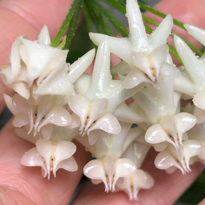 Hoya lockii