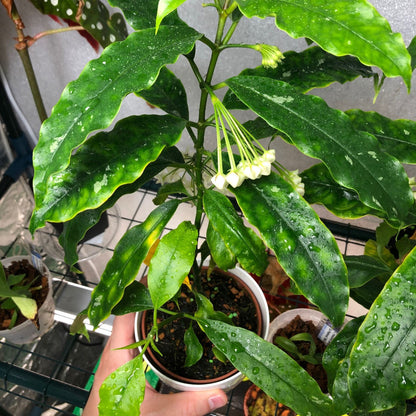 Hoya lockii