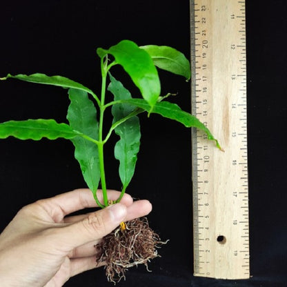Hoya lockii