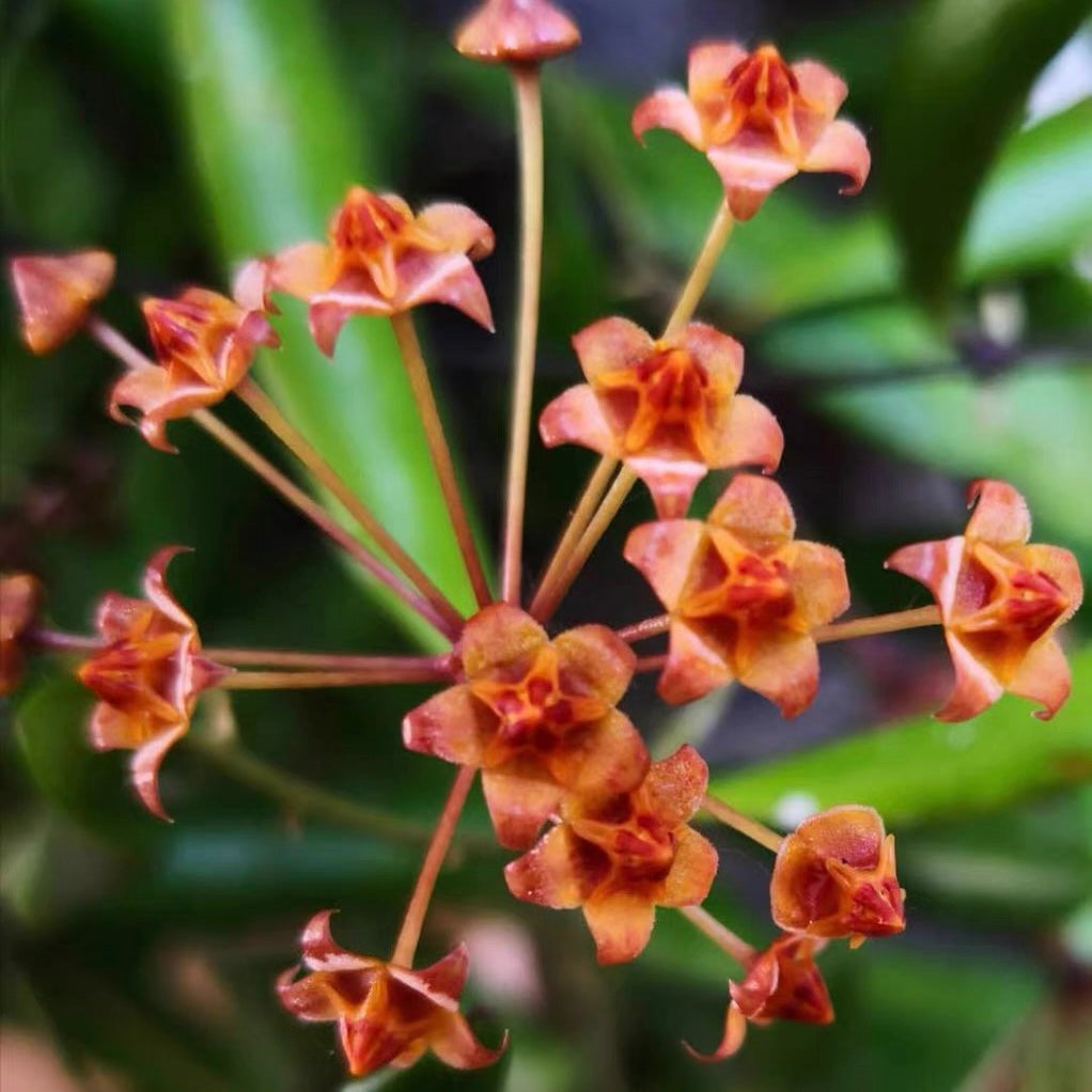 Hoya loheri