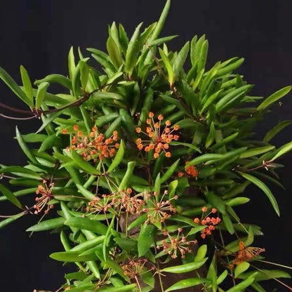 Hoya loheri