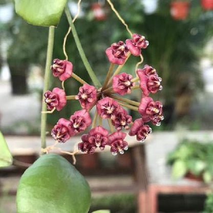 Hoya lucardenasiana